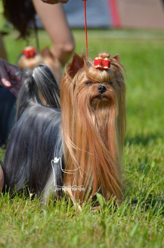  I LIKE GIRLS DU GALOP DU GLOBE — Labaza DogPedigree YorkshireTerrier